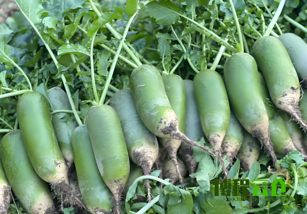 天津發(fā)沙窩蘿卜的云倉